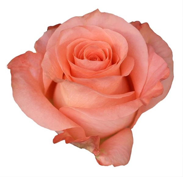 Rose Angelica Standard Rose Roses Flowers by category Sierra